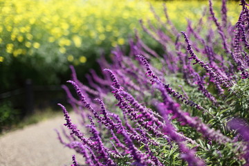 Fototapeta premium 秋の花畑