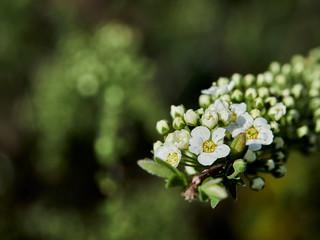 white flowers of apple tree in spring