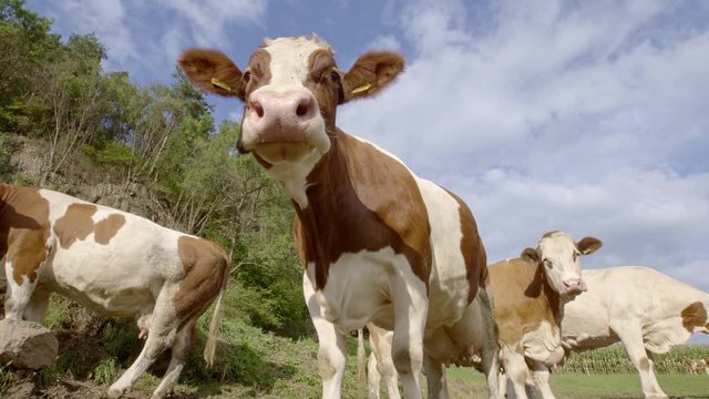 Low angle view of curious cows looking into camera, 4 cows stand behind each other