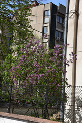 The magnolia tree is in bloom, in the courtyard of a tall building with a black fence