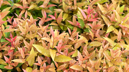 Syzygium australe, Christina Nightingale.