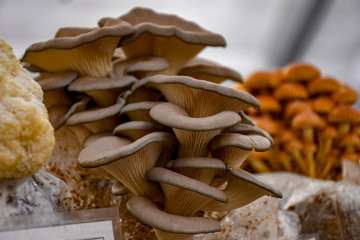 mushrooms farmers market waylands