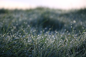 草原の朝露 © nekoneko