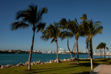 Miami Skyline and Port of Miami with Palm trees.