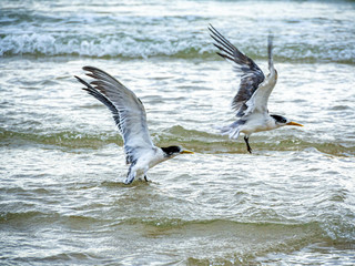 Two Terns Take Off