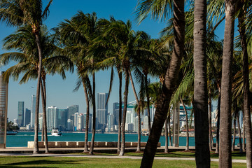 Obraz premium Miami Skyline and Port of Miami with Palm trees.