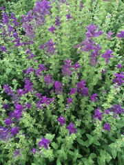 purple flowers in the garden