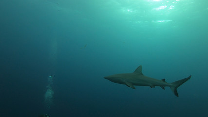 dun...dun...dun...dun... © Colleen