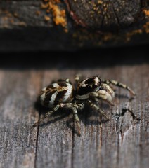 spider on a wooden background