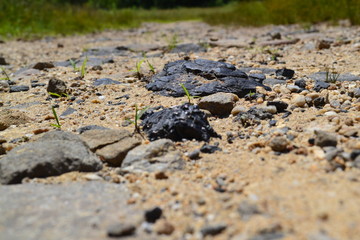 Coal on Trail