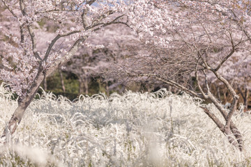 愛知県 愛知県緑化センター 桜・ユキヤナギ