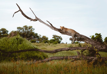 Fototapeta na wymiar Lounging Leopard