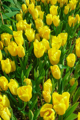 Obraz premium Tulip flowers in summer at garden