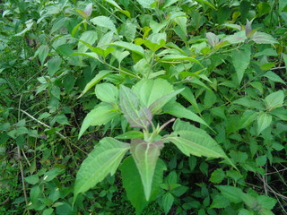 Close up shot green Chromolaena odorata. Weeds green in the nature background. Soil fertility destroyer plants.