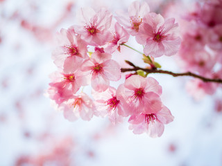 満開の桜のアップ © Hirock Studio