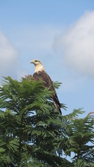 Falcon