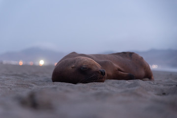 Fototapeta premium Seal