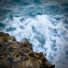 Crab on a Cliff Antigua Caribbean Sea Ocean Water 
