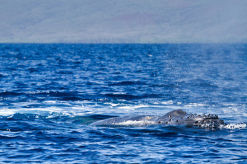 Obraz premium Young humpback whale swiimming on the surface in the ocean near Lahaina on Maui.