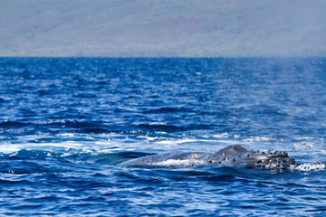 Young humpback whale swiimming on the surface in the ocean near Lahaina on Maui.