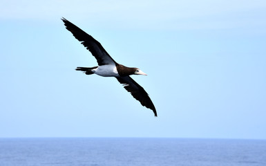 Seabird Brown Booby (Sula leucogaster) flying on the blue sky background.