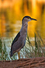 Green heron on the shore of a lake at sunset.