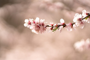 Spring peach blossom apricot sakura flower