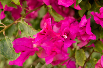 Flowers from New Zealand