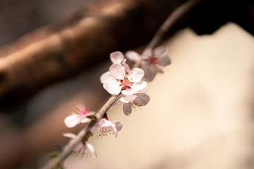 Naklejka na ściany i meble Spring peach blossom apricot sakura flower