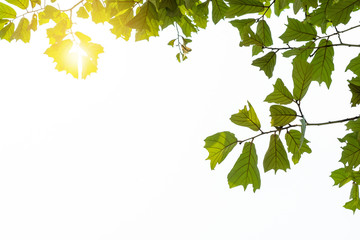 branch with green leaves isolated on white