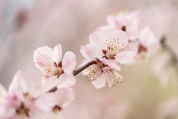 Spring peach blossom apricot sakura  flower