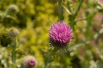 Flowers from New Zealand