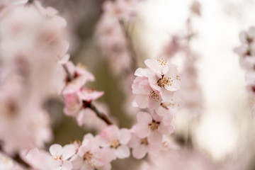 Spring peach blossom apricot sakura  flower