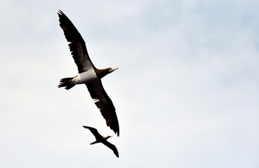 Seabird Brown Booby (Sula leucogaster) flying on the white, cloudy sky background.