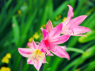 Fototapeta premium pink flower