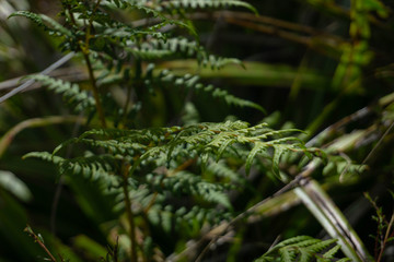 A New Zealand Fern