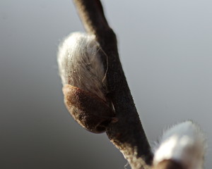 Pussy willow bush in early spring. 