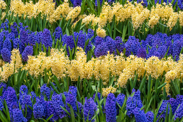 Beautiful blue and yellow Vietnamese flowers Tien Ong adorn a flower bed in mountain village Sapa, north Vietnam