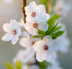 Flowering branch of fruit tree. Cherry blossomed in the spring.