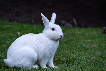 close up portrait of one cute white rabbit with blue eyes resting  on green grass field under the shade