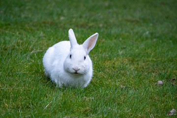 close up of one cute white rabbit with blue eyes eating  on green grass field under the shade while staring at you
