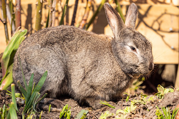  close up of a grey rabbit eating besides wooden fence under the sun