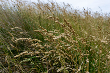 The long grass of New Zealand