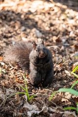 close up of one cute brown squirrel standing on dry fallen leaves in the park staring at you