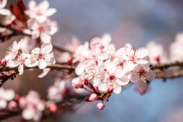 close up of many beautiful pink cherry flowers blooming on the branch under the sun in the park with blurry background 