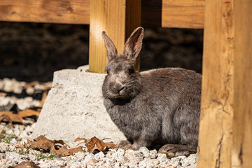close up of one cute grey rabbit resting under wooden platform on gravel ground enjoying some sun 
