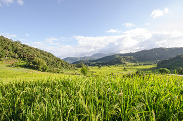 Young ear of rice with field and mountains in Thailand