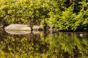 dense bamboos grown on the small rocky platform in the pond with perfect reflection on water surface on a sunny day