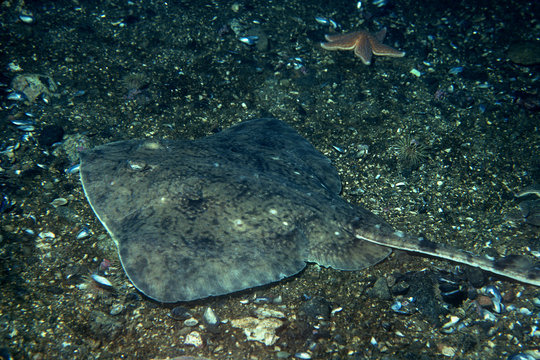 Thorny Skate Underwater In The St. Lawrence In Canada