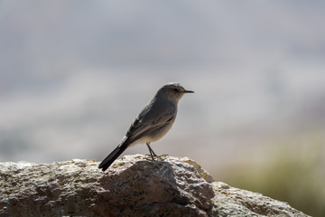Ein Gedi National Park at Southern Israel